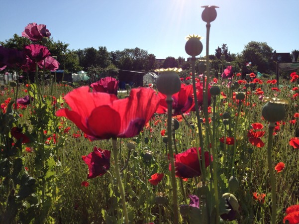 poppies
