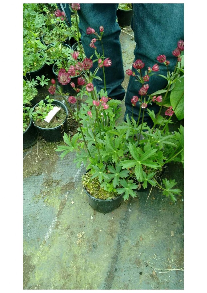 Astrantia