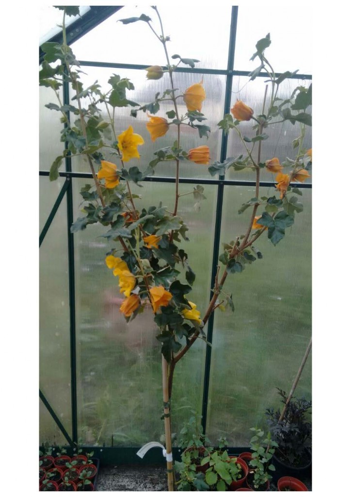 Freemonydendon californica