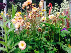 cocktail geums